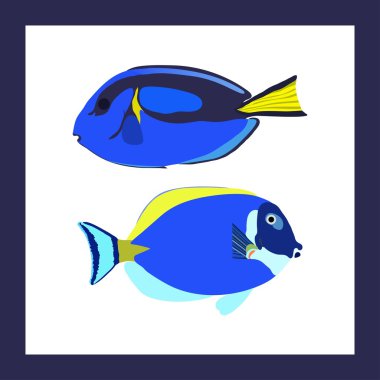 İki parlak surgeonfishes