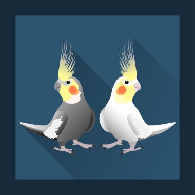 Corella papağan