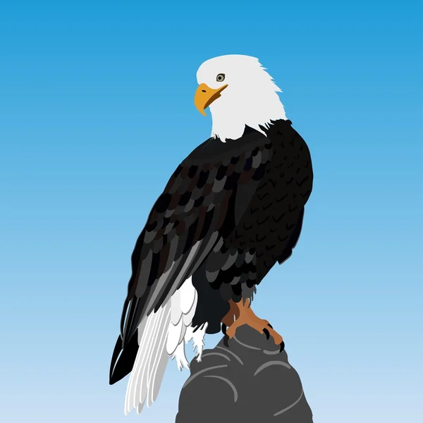 American bald eagle — Stock Vector