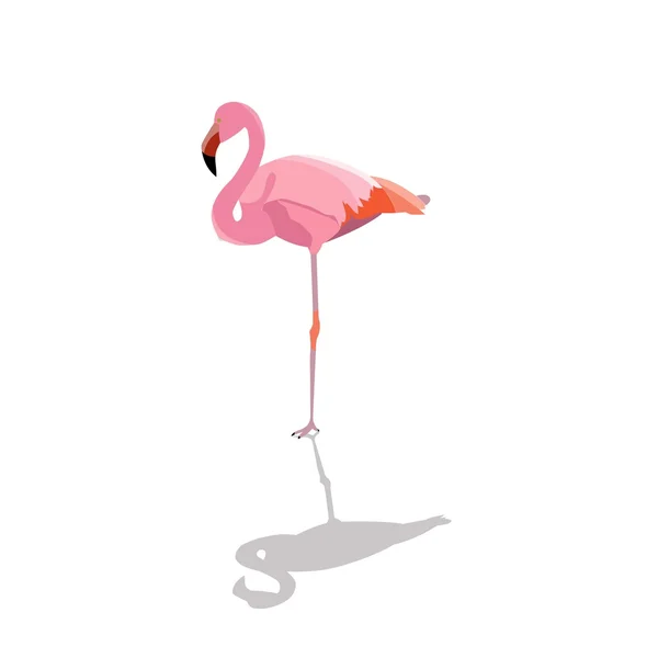 ピンクのフラミンゴ — ストックベクタ