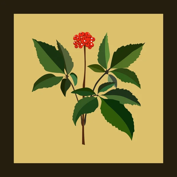 Ginseng — Image vectorielle