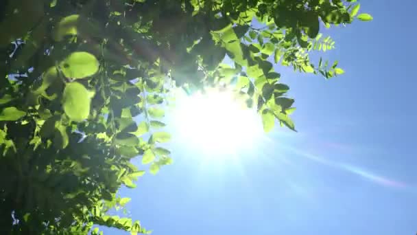 風に揺れる木の豊かな緑の葉 美しい丸みを帯びたボケ 太陽が輝く 要旨スローモーション撮影 — ストック動画