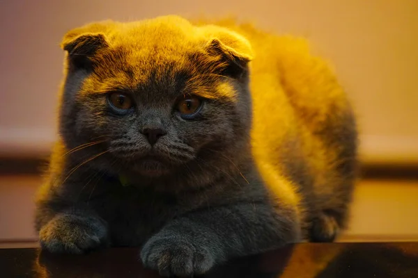 Scottish Fold Cat Laying Turntable Backlight Προβολή Close — Φωτογραφία Αρχείου