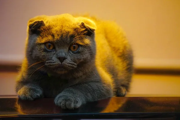 Scottish Fold Katt Ligger Skivspelare Bakgrundsbelysning Närbild — Stockfoto