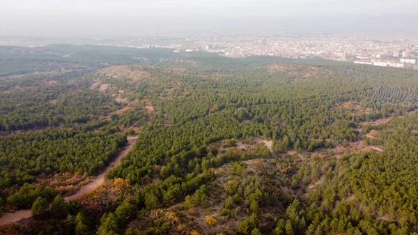 Eskisehir City Forest aerial drone view on pine forest