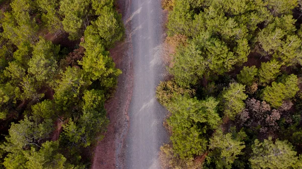 Eskisehir City Forest Vista Aerea Drone Sulla Pineta — Foto Stock