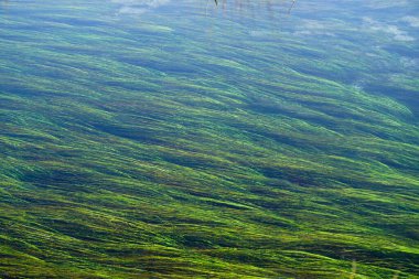 Su yosunu şablon dokusu arkaplanı