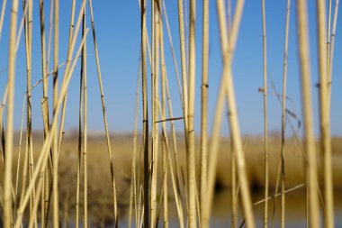 Reed yatak şablonu dokusu arka planı