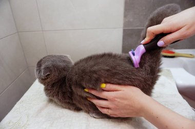 İskoç kedisi evde taranıyor