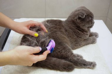 İskoç kedisi evde taranıyor