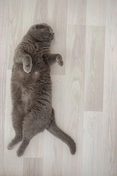 Шотландская Сложенная Кошка Лежит Смотрит Бок Подражанием — стоковое фото