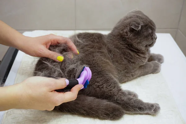 Escocés Plegable Gato Siendo Peinado Casa —  Fotos de Stock