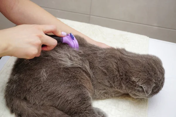 Escocês Dobra Gato Sendo Penteado Casa — Fotografia de Stock