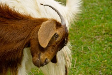 Koyun ve keçi sürüsü, Türkiye 'de güneşli bir günde düzenlenen kurban bayramı öncesinde yeşil tarlalarda besleniyorlar