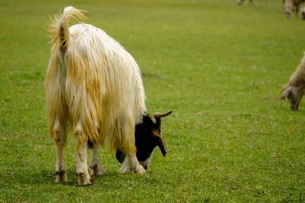 Sheep Goat Herd Being Fed Green Fields Sacrifation Fete Sunny — Stock Photo, Image