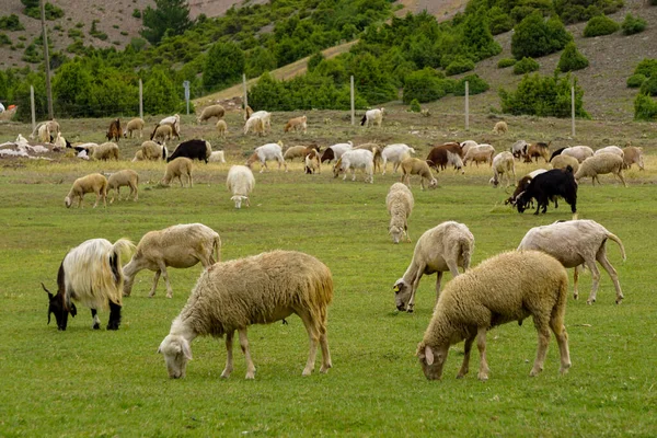 Stado Owiec Kóz Żywiące Się Zielonymi Polami Przed Świętem Poświęcenia — Zdjęcie stockowe