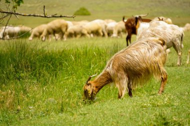Koyun ve keçi sürüsü, Türkiye 'de güneşli bir günde düzenlenen kurban bayramı öncesinde yeşil tarlalarda besleniyorlar