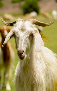 Koyun ve keçi sürüsü, Türkiye 'de güneşli bir günde düzenlenen kurban bayramı öncesinde yeşil tarlalarda besleniyorlar