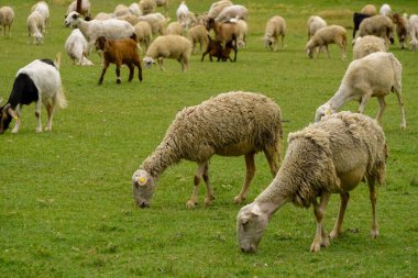 Koyun ve keçi sürüsü, Türkiye 'de güneşli bir günde düzenlenen kurban bayramı öncesinde yeşil tarlalarda besleniyorlar