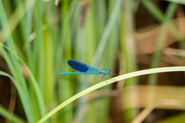 Mavi renkli yusufçuk doğada yakın görüş
