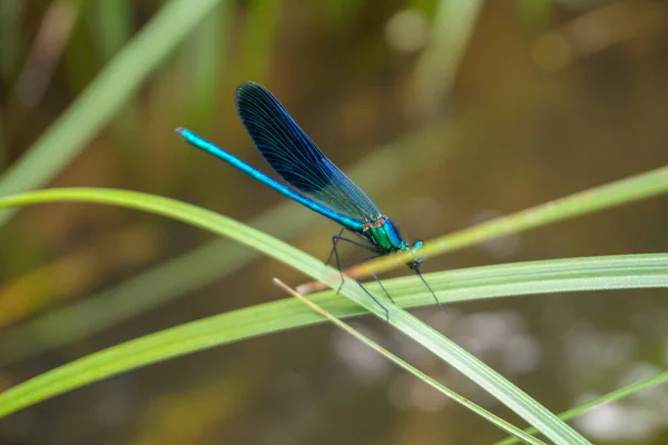 Libélula Color Azul Naturaleza Vista Cerca — Foto de Stock