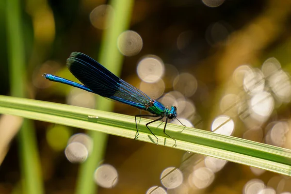 Blaue Libelle Der Natur Aus Nächster Nähe — Stockfoto