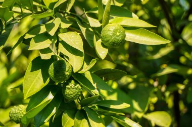 Ağaçta yetişmemiş portakallar yetişiyor.