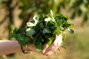 Kuzu sürüsü, kadın eli tarlada marul. Yakından bak.