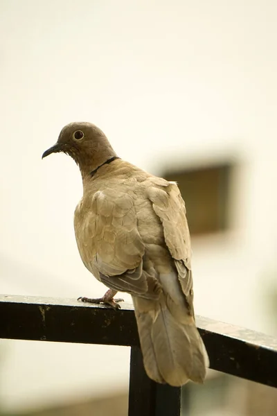 Taubenvogel Posiert Für Die Kamera Aus Nächster Nähe — Stockfoto