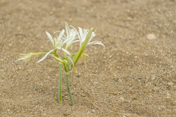 Narciso Mar Playa Naturaleza Flor Endémica Bajo Protección — Foto de Stock