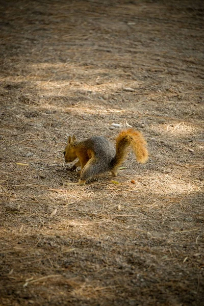 Esquilo Enterrar Comida Solo Natureza — Fotografia de Stock