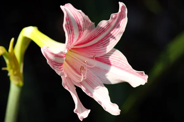 Flor — Foto de Stock