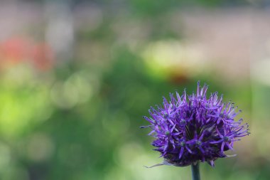 Bir yeşil mor çiçek