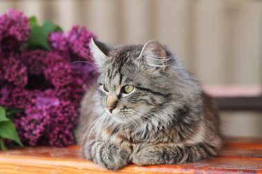 yeşil gözlü gri kedi