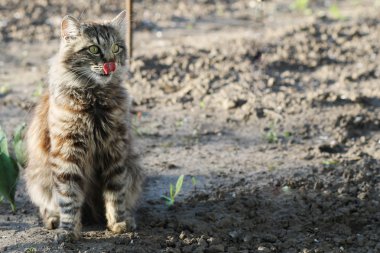 Gri kedi dilini sıkışmış
