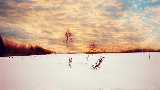 Solnedgång i vinter på snö field — Stockvideo