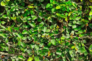 yeşil yapraklar arkaplan