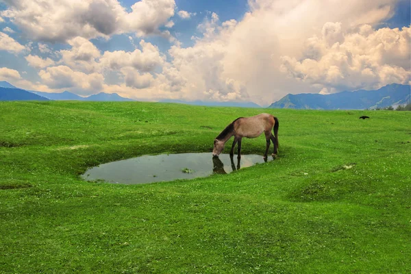 Shot z izolovaných koně pít sladké vody na jezeře — Stock fotografie