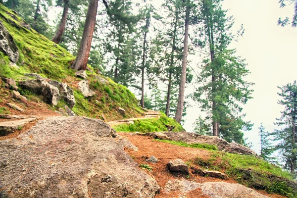 Weg durch saftig grünen Wald im Himalaya-Gebirge, Kullu-Tal, Himachal Pradesh, Indien — Stockfoto