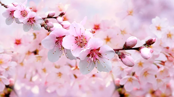 Kvetoucí sakura na rozmazané pozadí — Stock fotografie