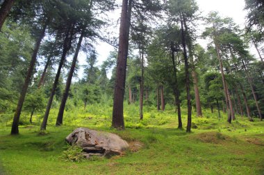 Çam ormanı arka planda Hindistan yaz