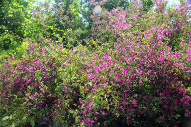 Yapraklı güzel leylak çiçekleri yakın plan. Güzellik dünyası.