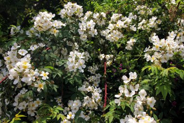Yakın çekim güzel Yasemin çiçekleri yaprakları ile. Güzellik Dünya.