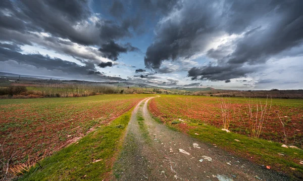 Sardunya peyzaj — Stok fotoğraf