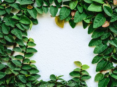 beyaz duvar üzerinde sürünen incir