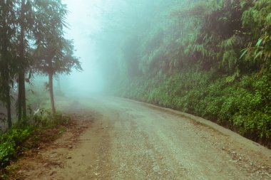 Sis ile yeşil bir ormanda yürüyüş yolu