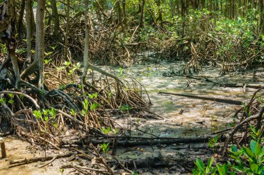 Mangrove Ormanı