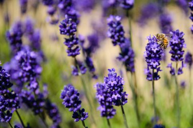 Arı ve lavanta alan