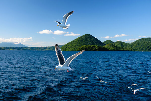Flying seagull at Toya lake