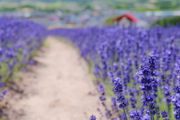 Lavanta çiftliği'nin arka plan bulanıklık